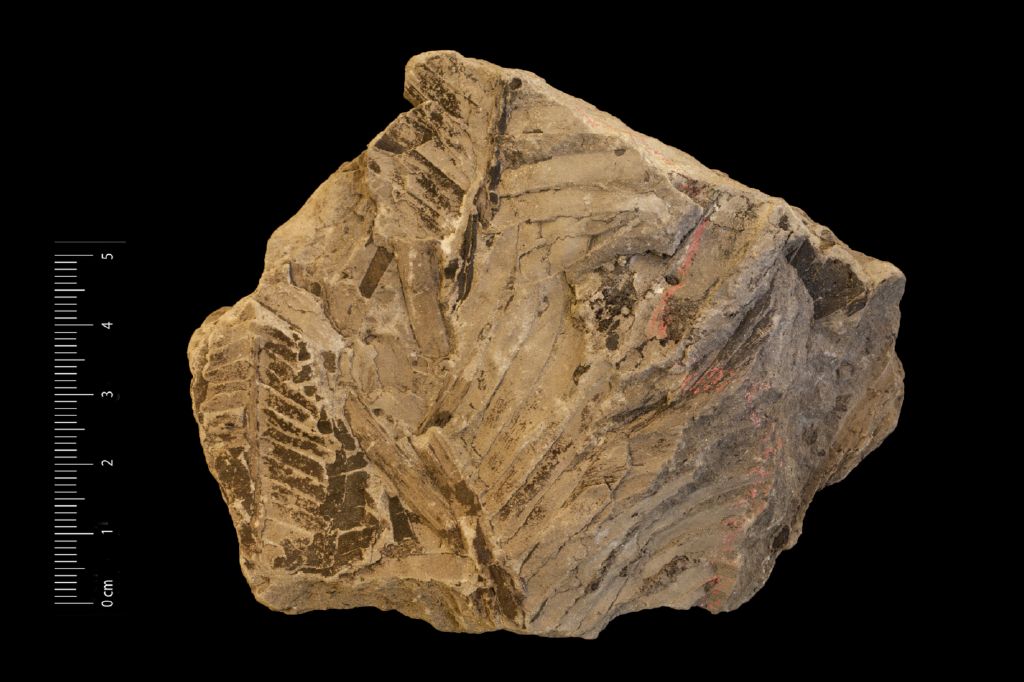 Fossile (framenti di segmenti e semi, associazione fossile)