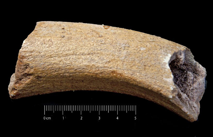 Fossile (frammento di corno, esemplare)