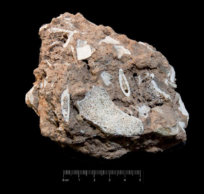 Fossile (breccia ossifera, associazione fossile)