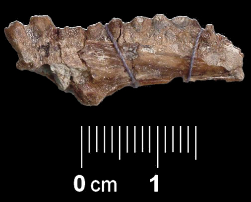 Fossile (palato pterigoideo di serpente, esemplare)