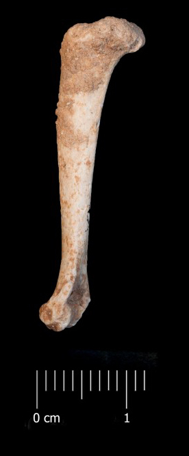 Fossile (omero sinistro, esemplare)