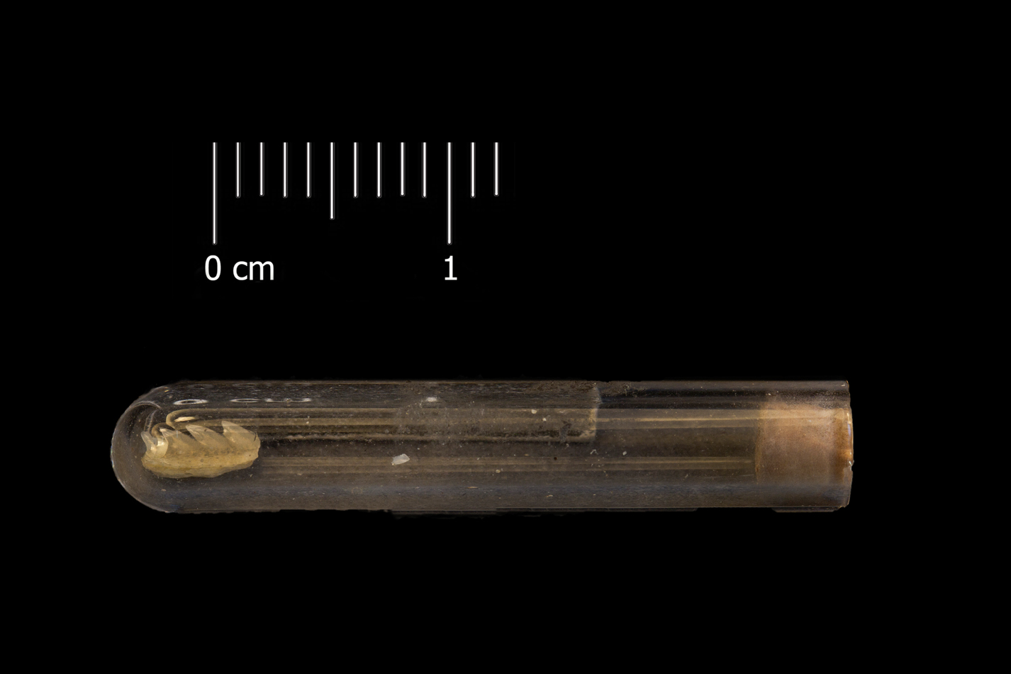 Fossile (dente di squalo, esemplare)