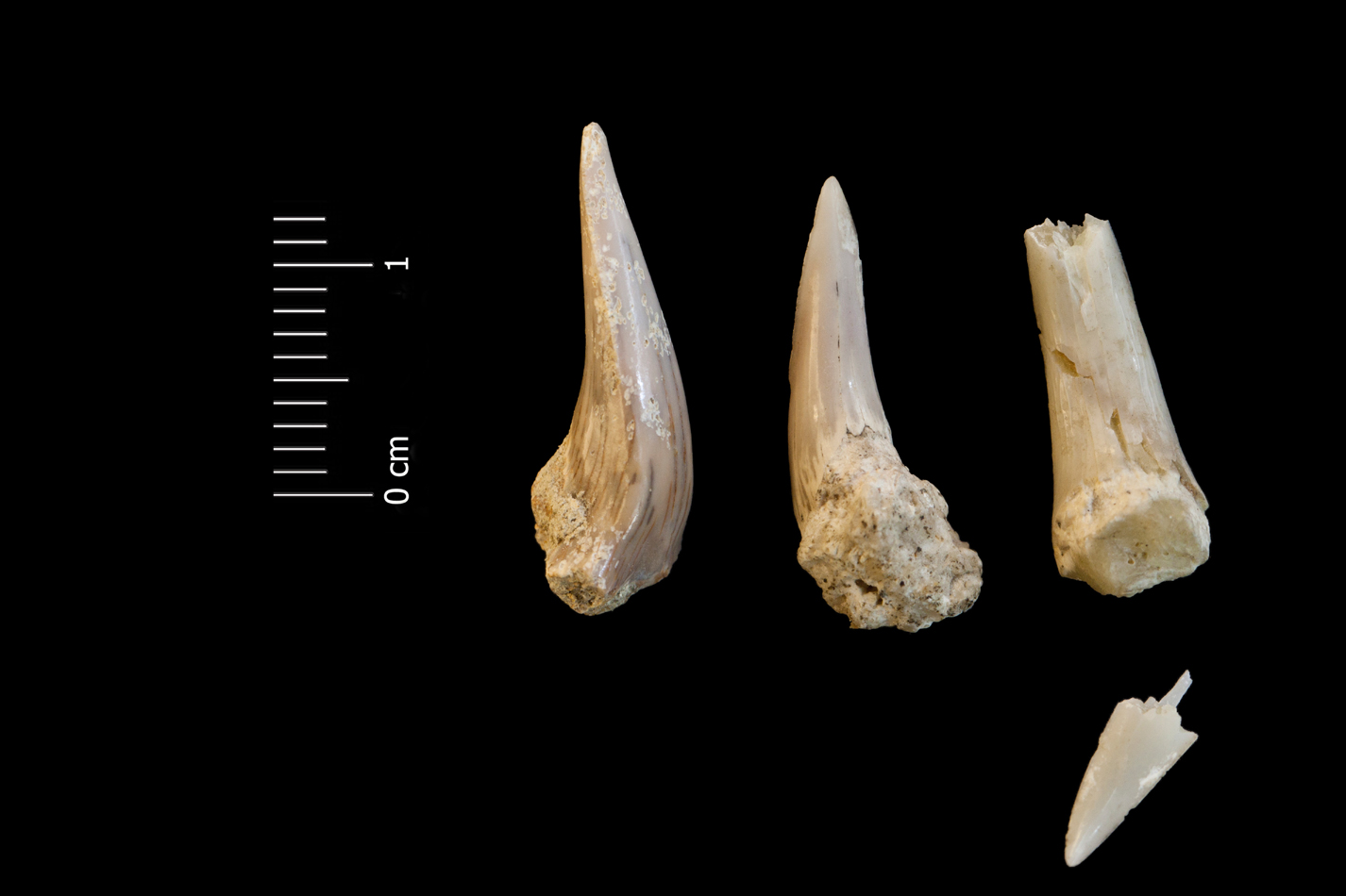 Fossile (denti di squalo, serie)