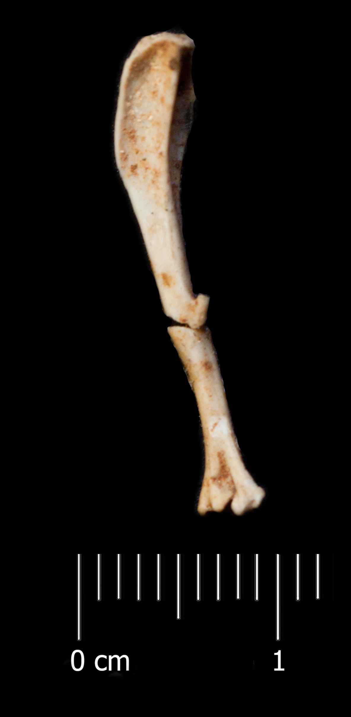 Fossile (tibia, esemplare)