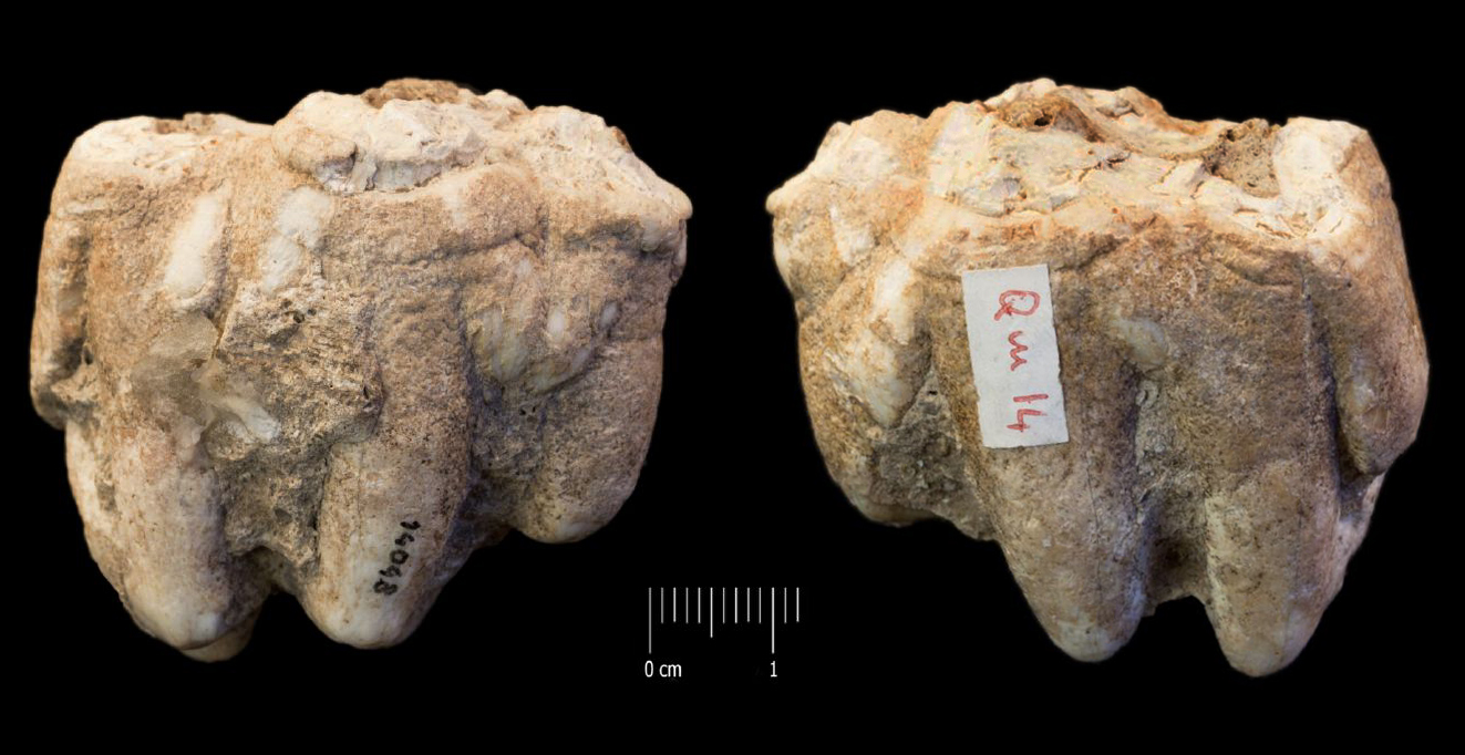 Fossile (molare, esemplare)