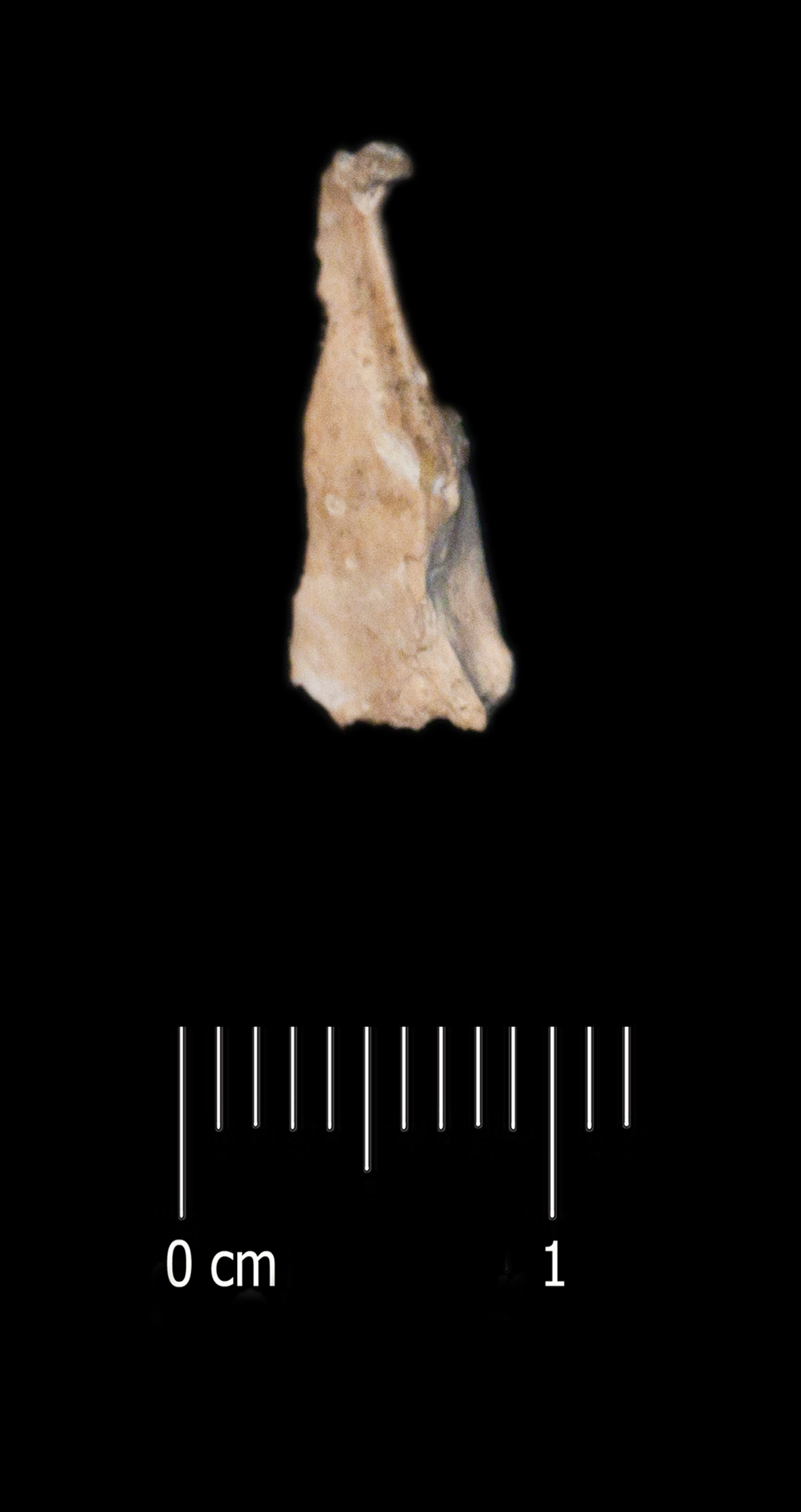 Fossile (scapola, esemplare)