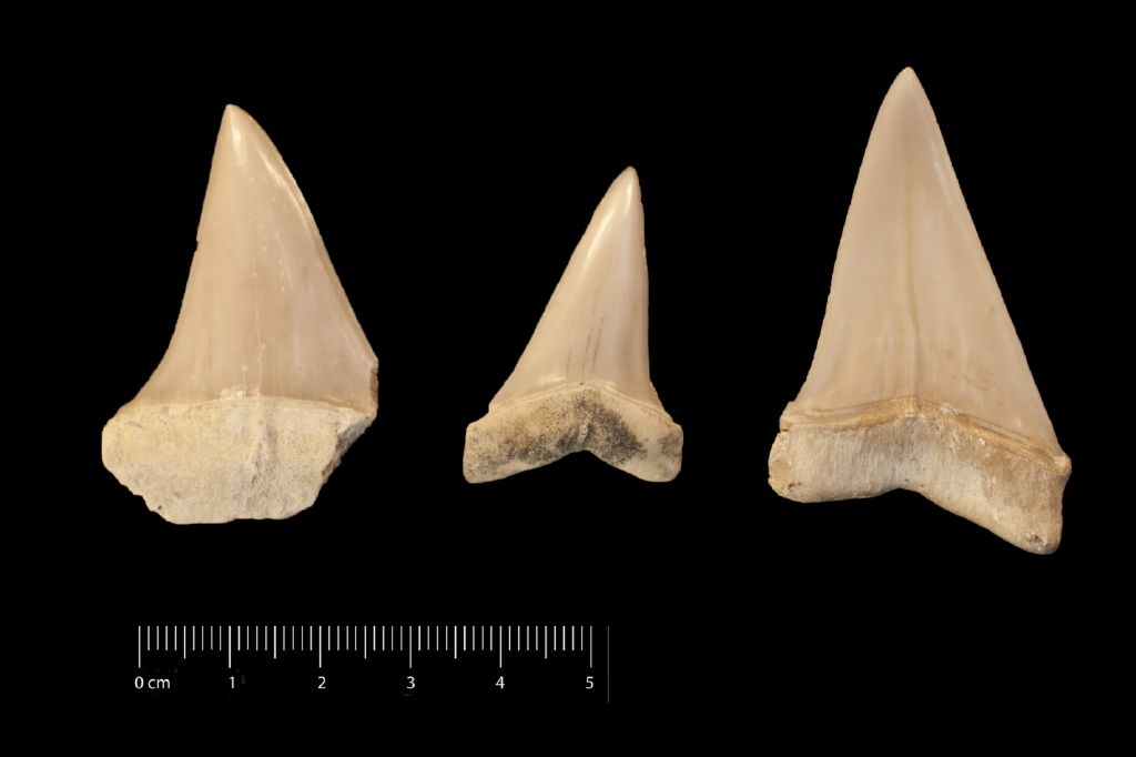 Fossile (denti di squalo, serie)