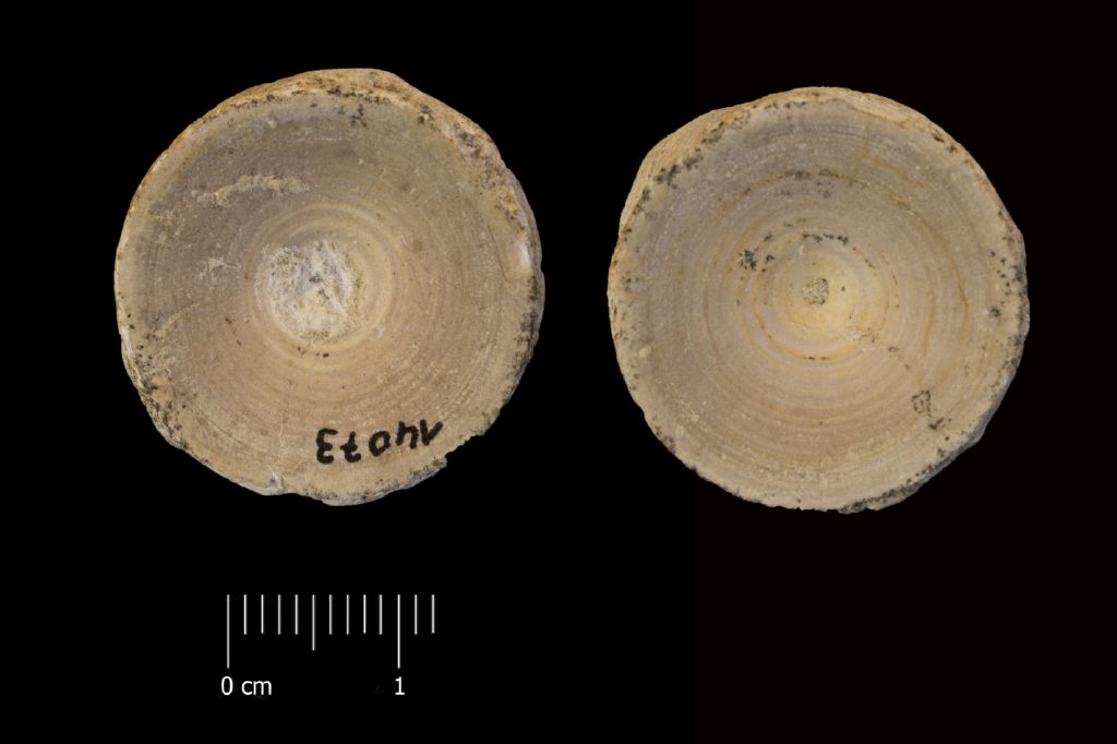 Fossile (vertebra di squalo, esemplare)