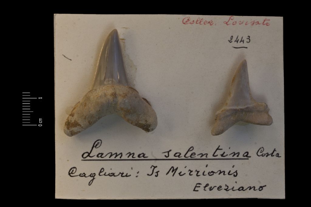 Fossile (denti di squalo, serie)