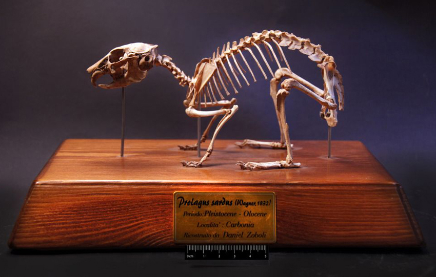 Fossile (scheletro composito, esemplare)