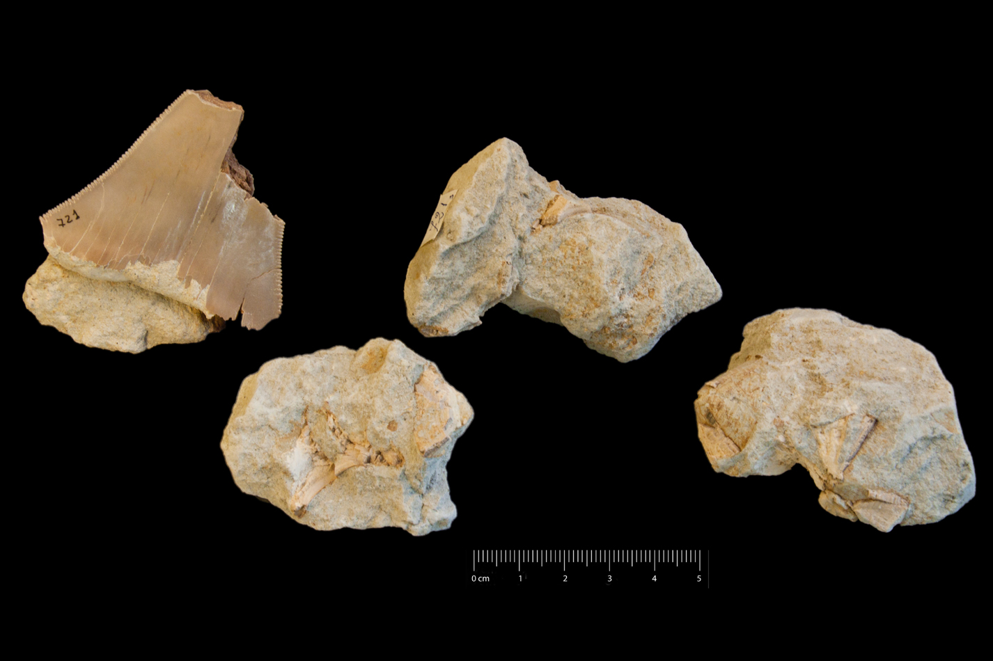 Fossile (dente e frammenti di vertebre di squalo, insieme)