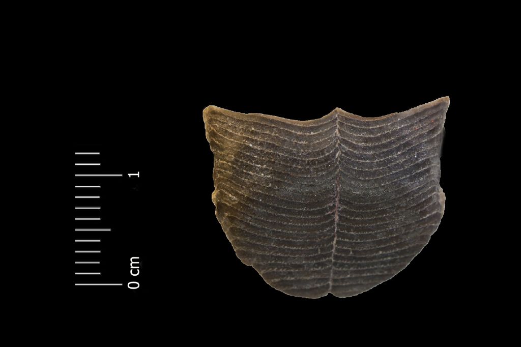 Fossile (placca mandibolare, esemplare)
