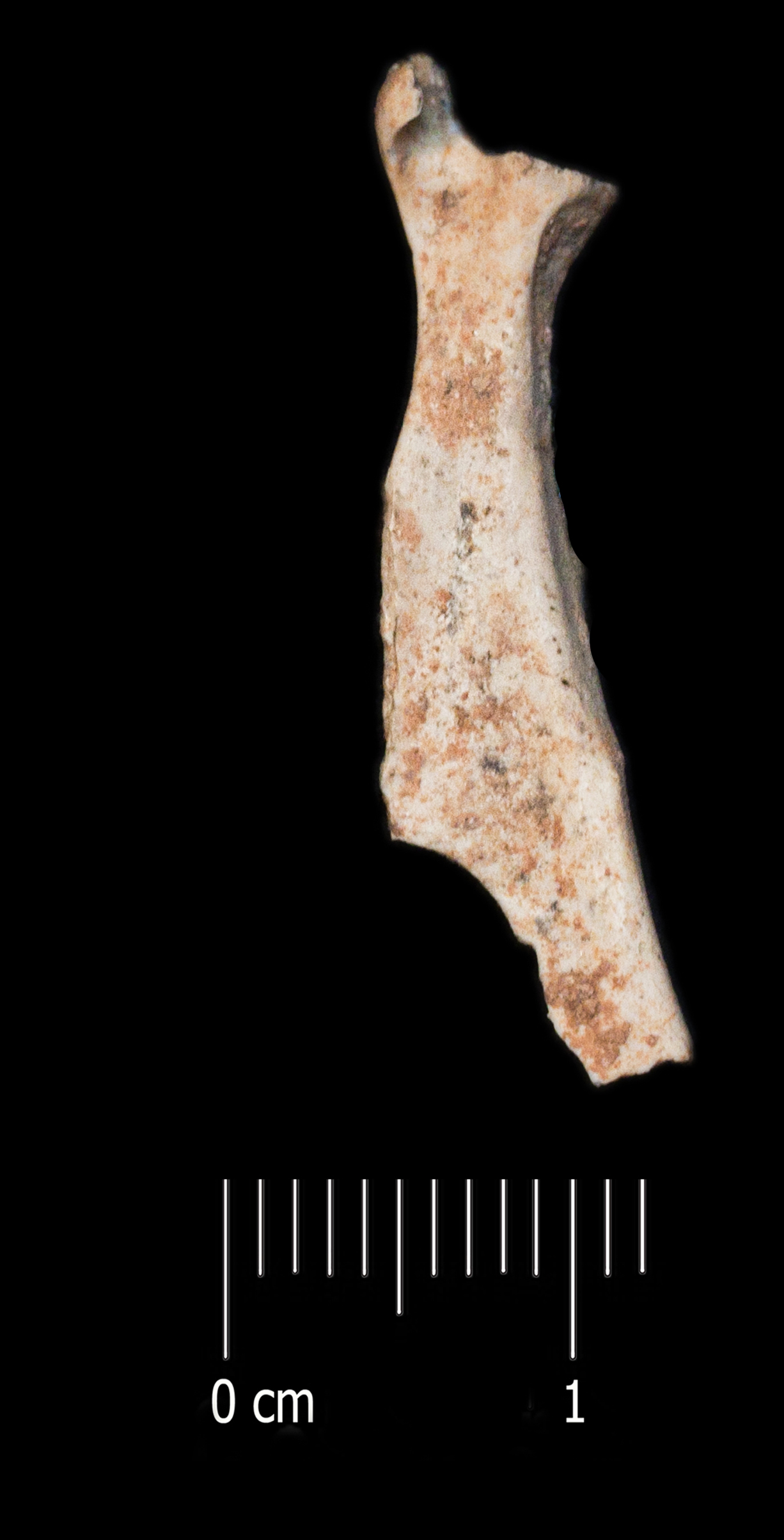 Fossile (scapola, esemplare)