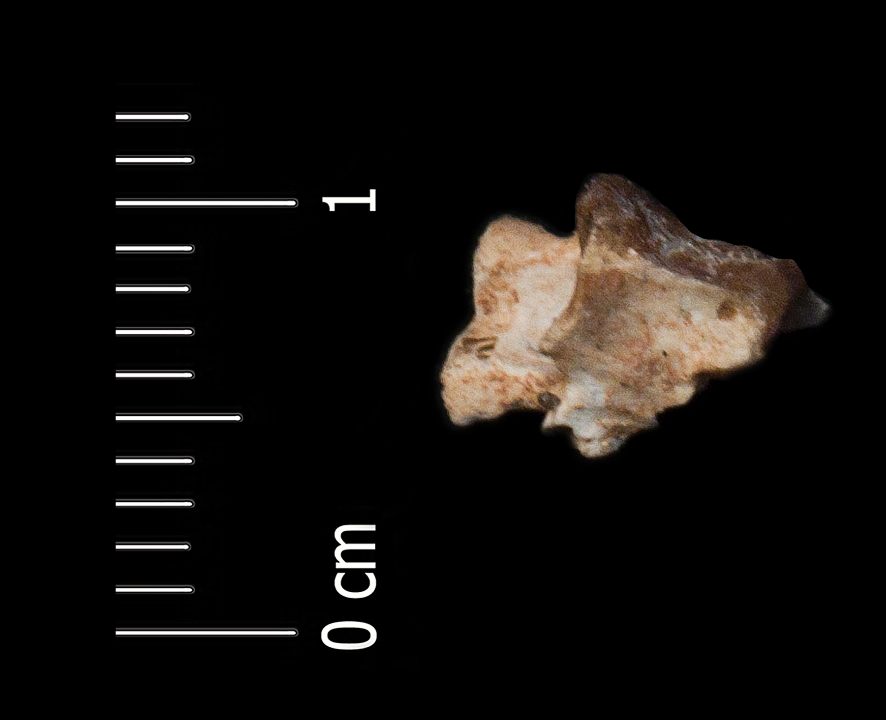 Fossile (vertebra, esemplare)