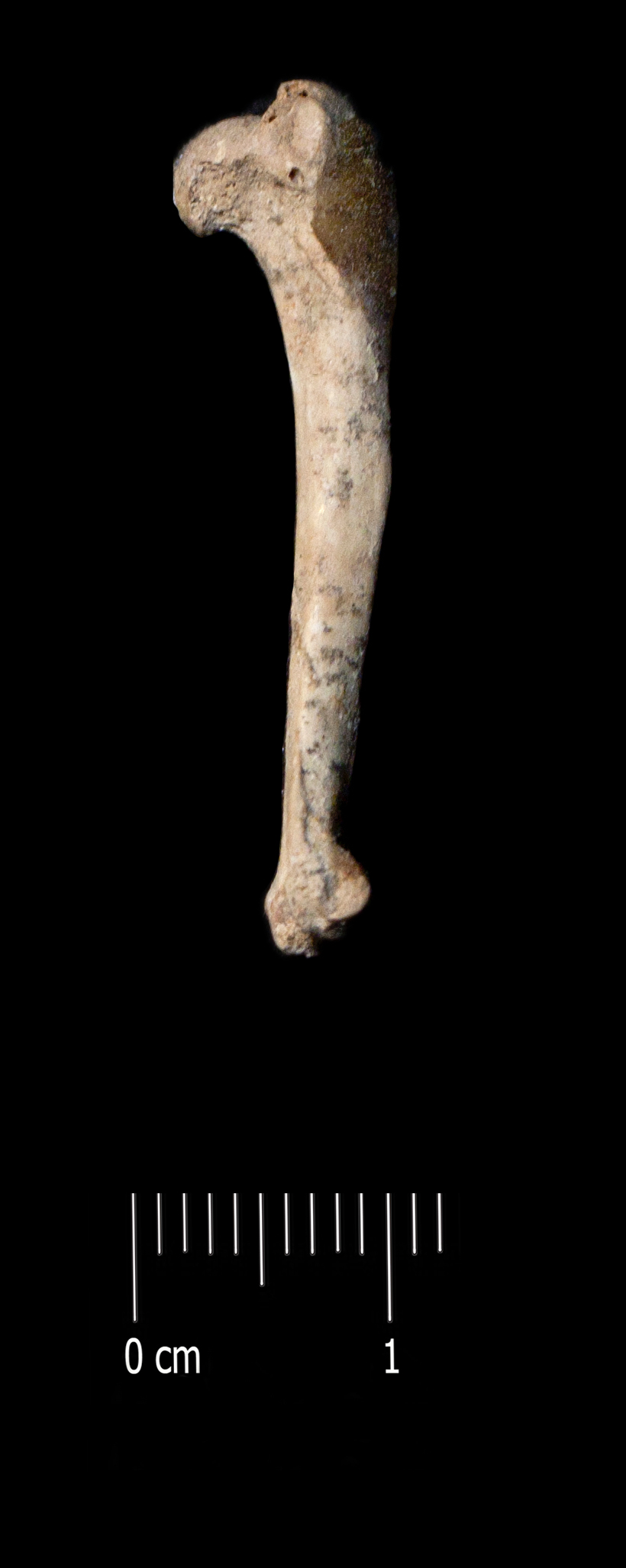 Fossile (omero, esemplare)