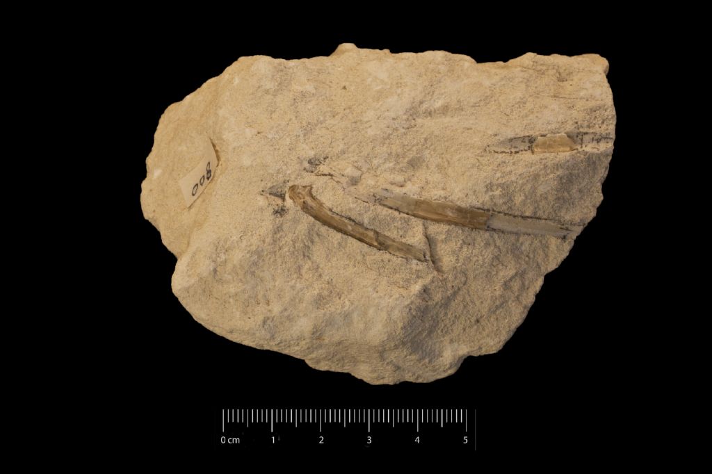 Fossile (ossa in roccia, esemplare)