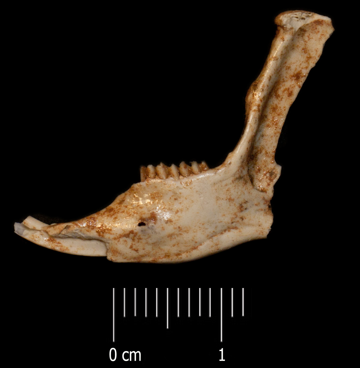 Fossile (mandibola, esemplare)