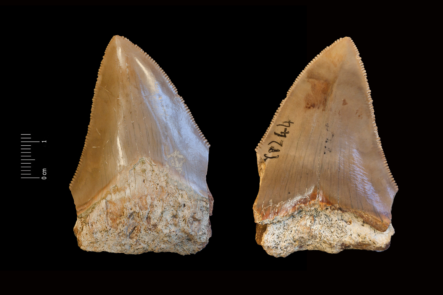 Fossile (dente di squalo, esemplare)
