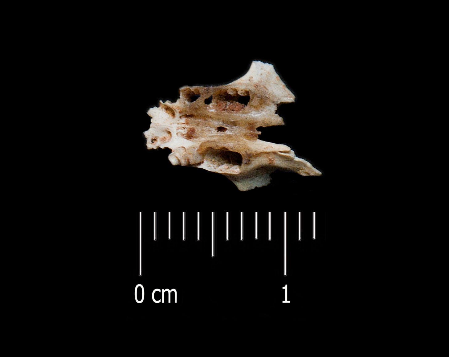 Fossile (frammento di cranio, esemplare)