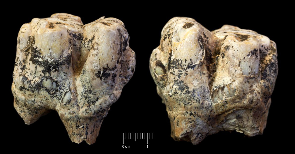 Fossile (molare di ippopotamo, esemplare)