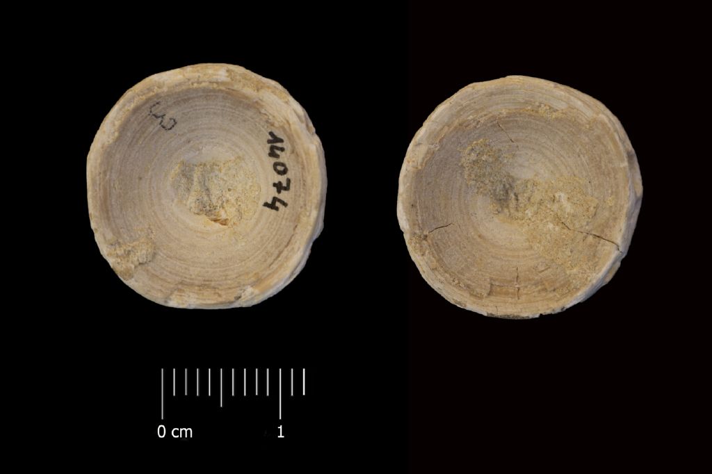 Fossile (vertebra di squalo, esemplare)