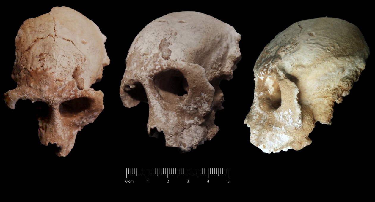 Fossile (cranio, esemplare)