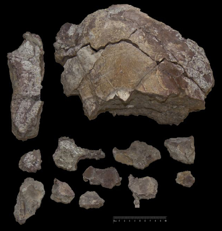 Fossile (carapace di testuggine, esemplare)