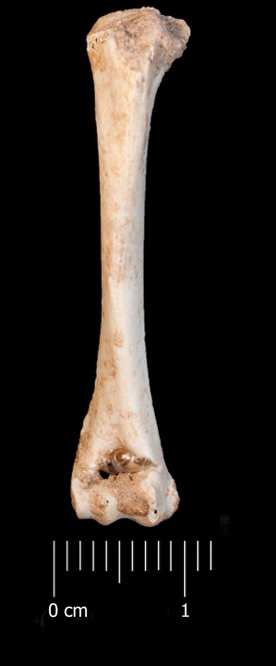 Fossile (omero sinistro, esemplare)