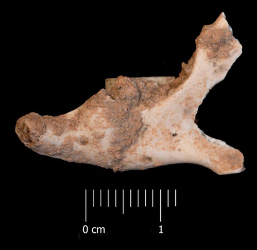 Fossile (mandibola sinistra, esemplare)