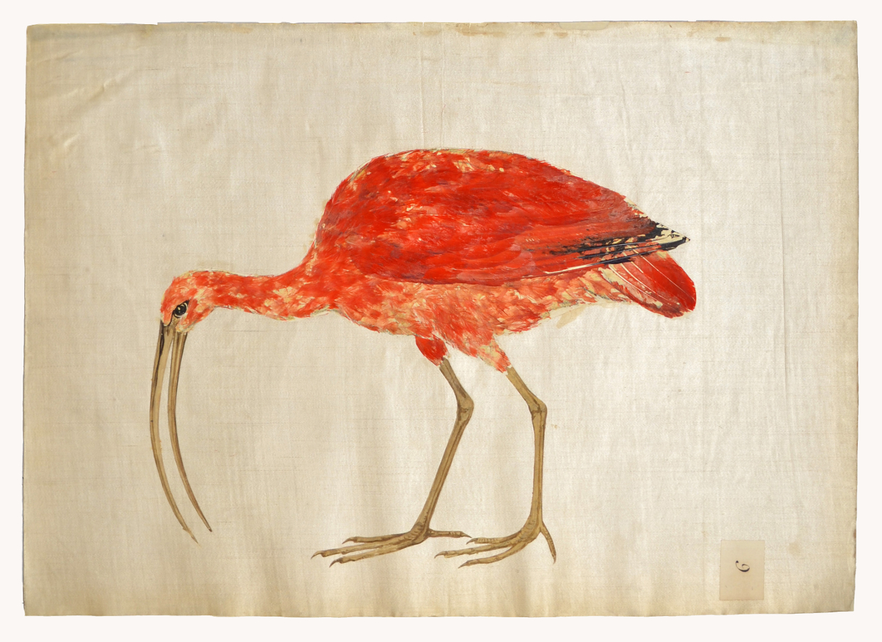 Ibis rosso (disegno, elemento d'insieme) - ambito piemontese (fine/ inizio XVI-XVII)