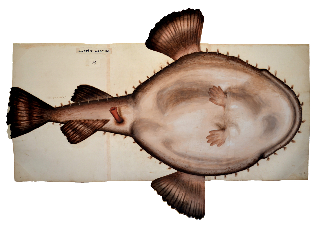 Pesce di invenzione (disegno, elemento d'insieme) - ambito piemontese (fine/ inizio XVI-XVII)