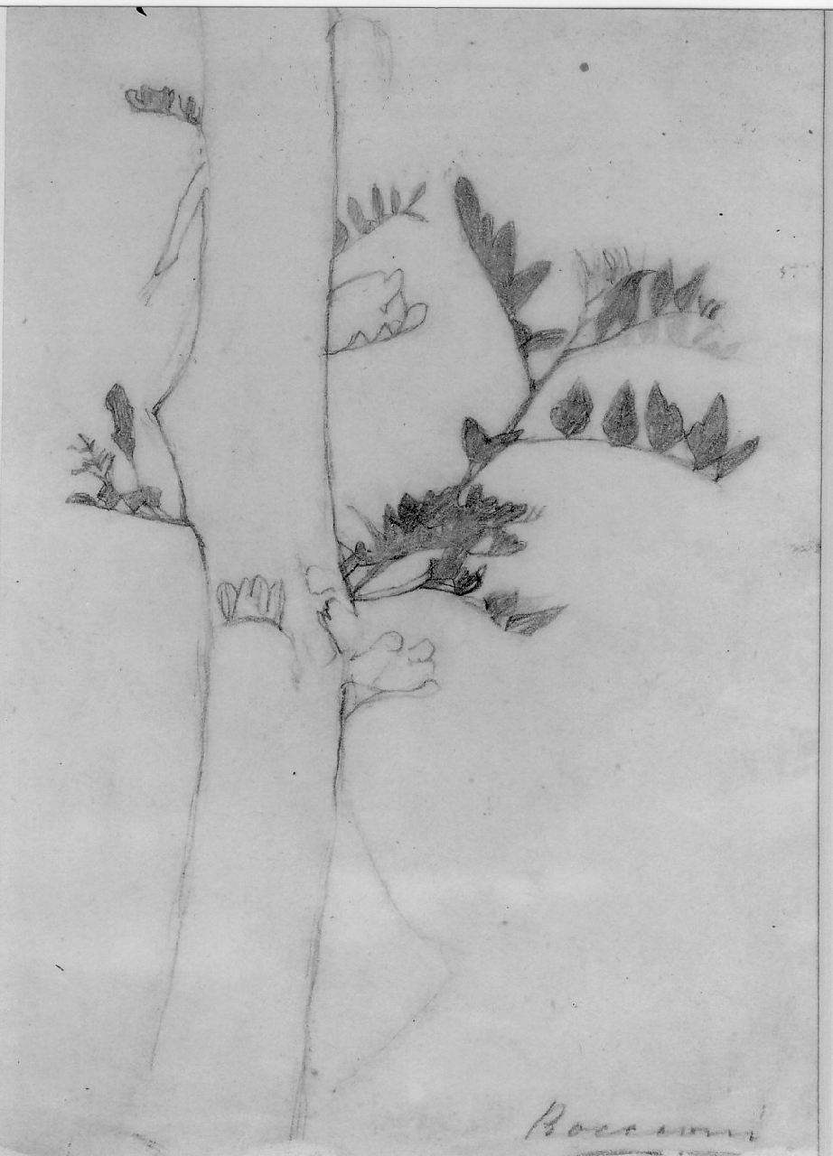 Tronco d'albero, Pianta, tronco d'albero (verso), vegetazione (recto) (disegno, opera isolata) di Boccioni Umberto - ambito italiano (primo quarto sec. XX)