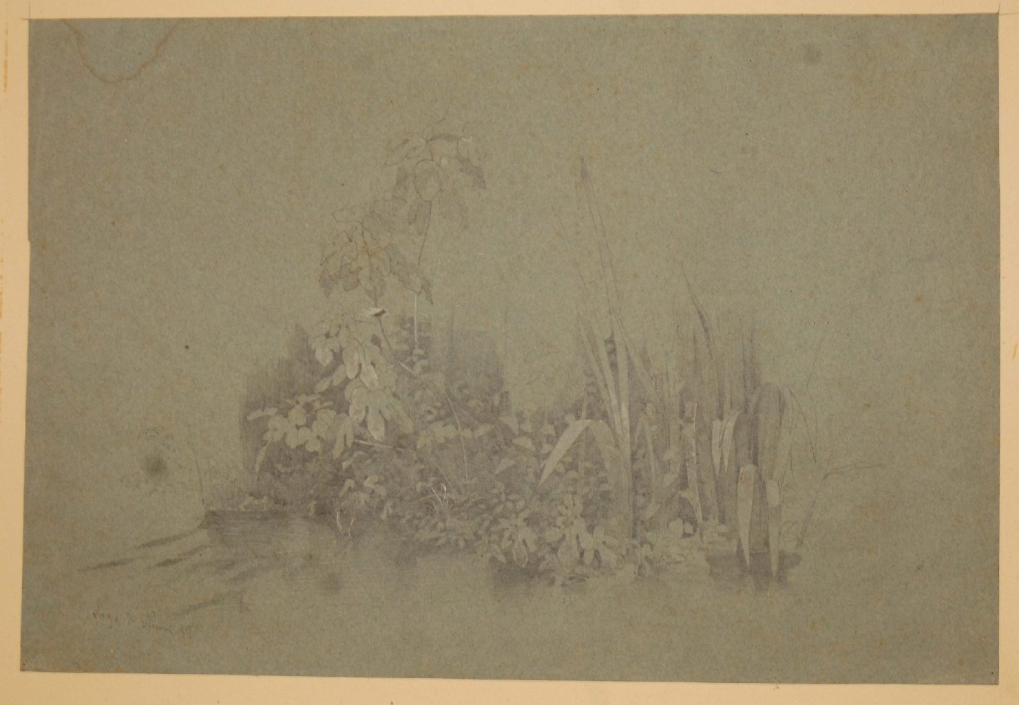 piante palustri (disegno, opera isolata) di Bruzzi Stefano (sec. XIX)