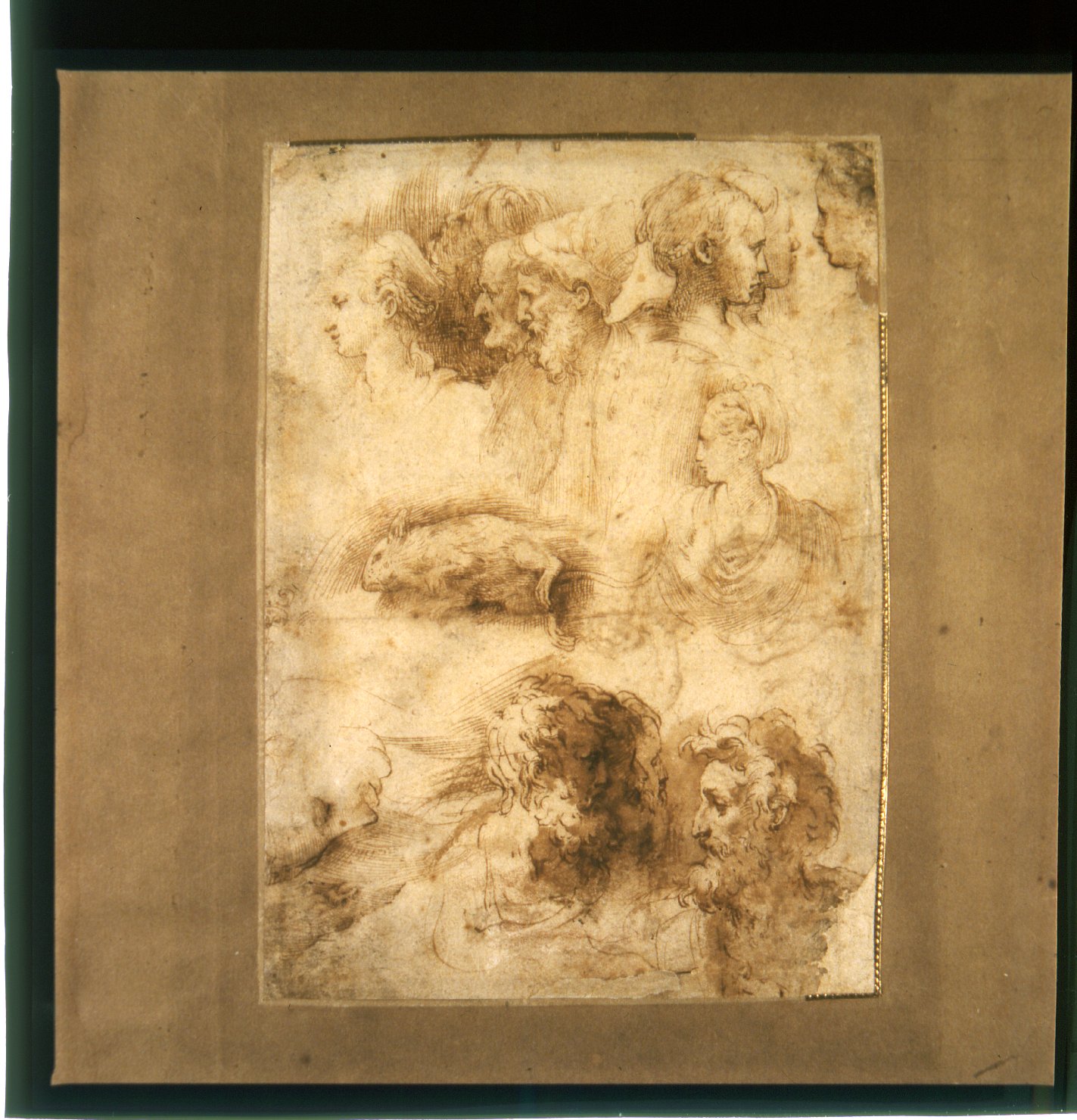 studio per teste femminili e maschili e un topo morto (disegno preparatorio) di Mazzola Francesco detto Parmigianino (sec. XVI)