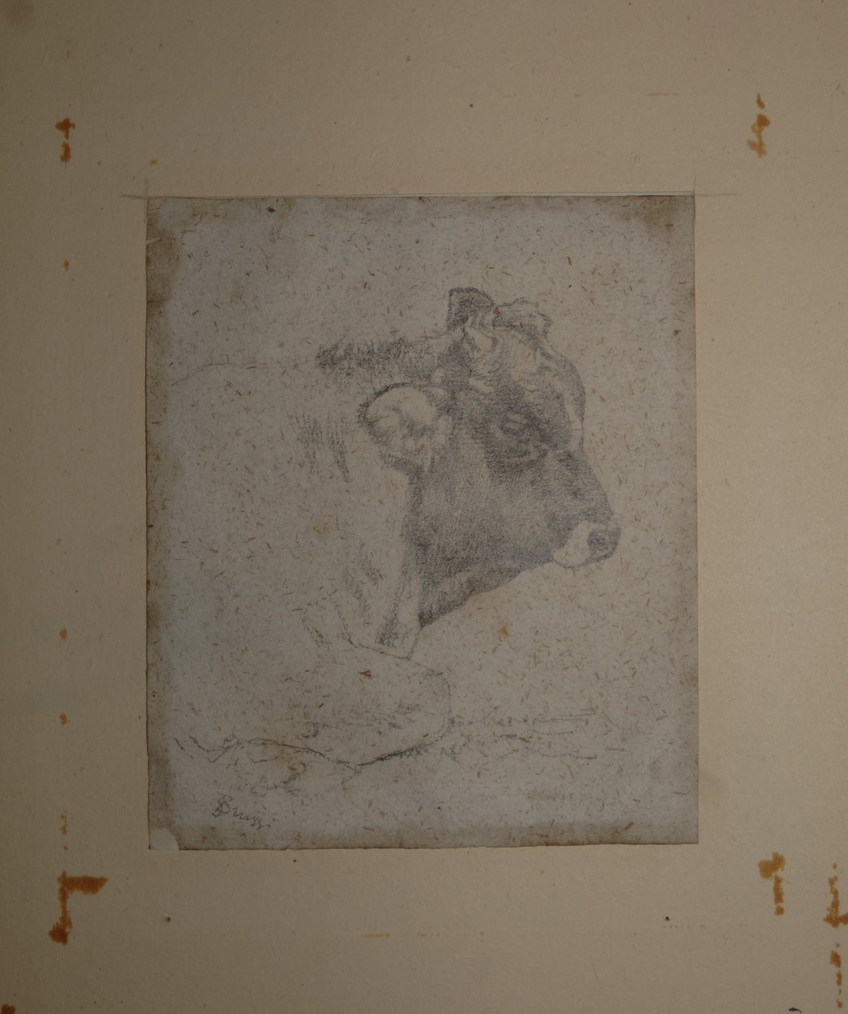 Bove accovacciato, in profilo, bue (disegno, opera isolata) di Bruzzi Stefano (secc. XIX/ XX)