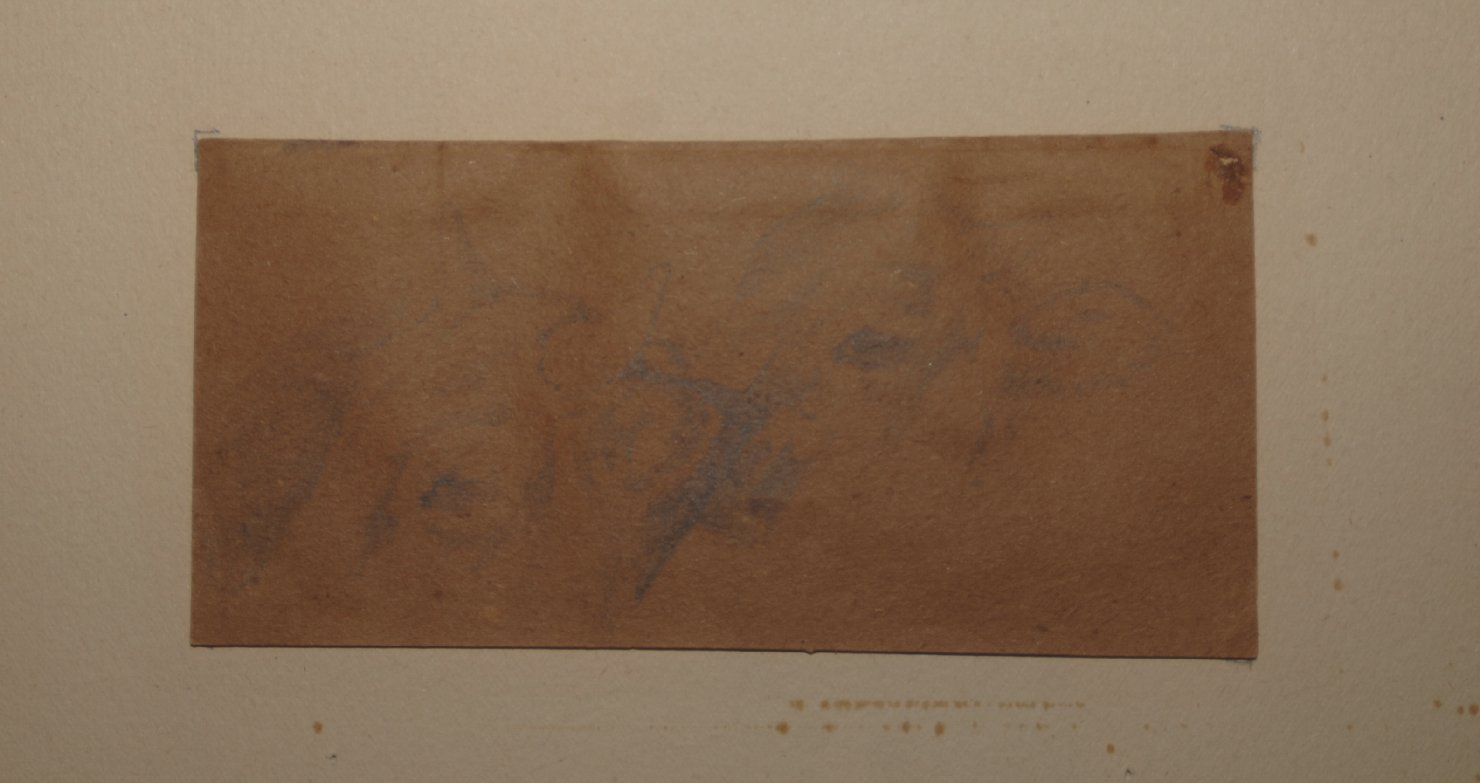 testa di bue (disegno, opera isolata) di Bruzzi Stefano (seconda metà sec. XIX)
