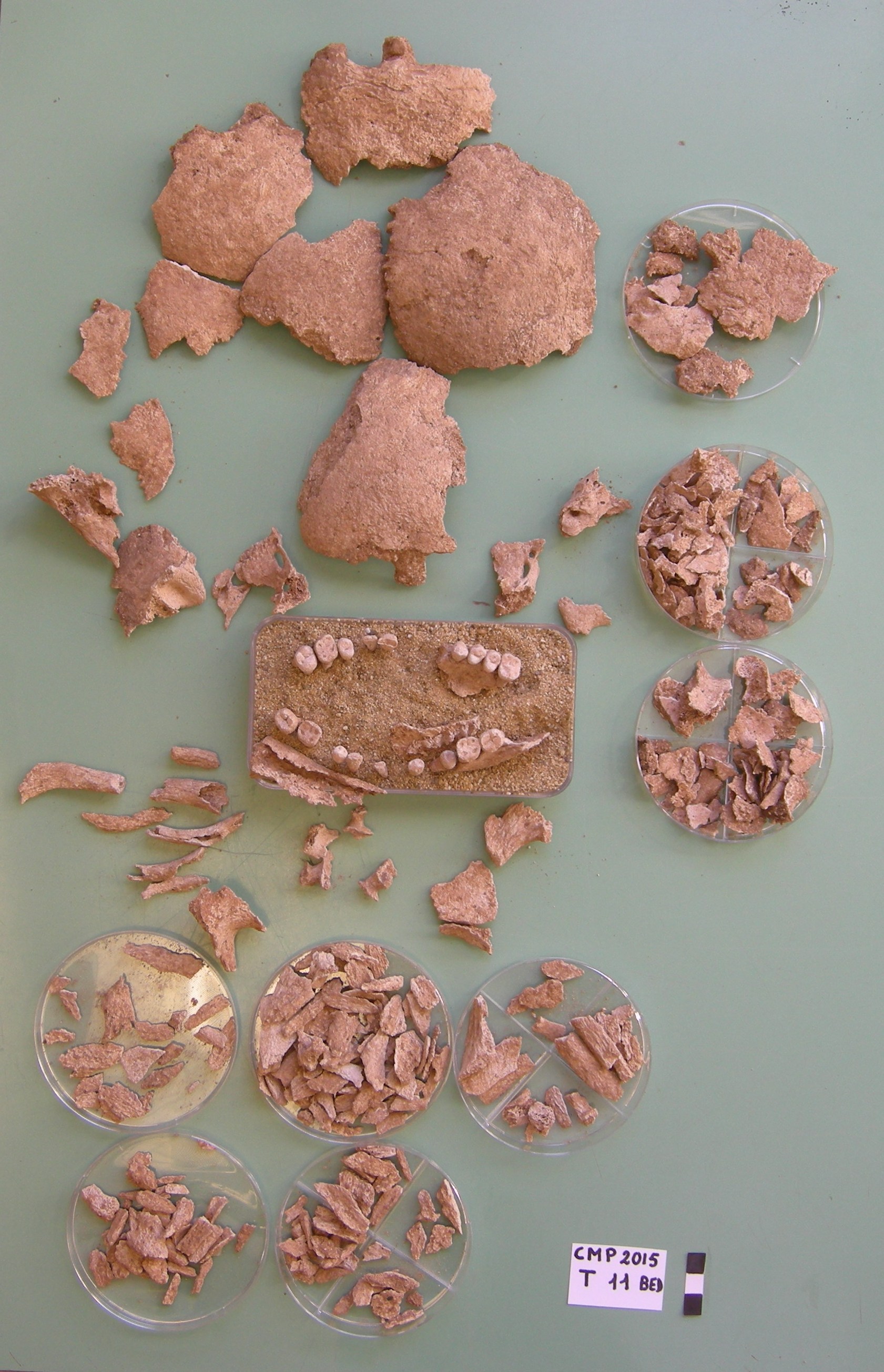 Reperti antropologici pertinenti a un unico individuo, reperto osteo-dentario (morfologia/ struttura alterata post mortem per cause naturali, inumato)