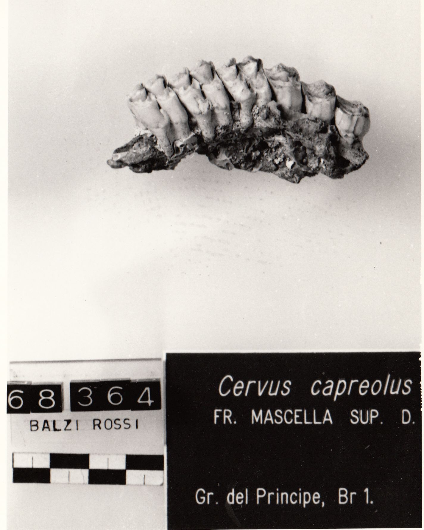 mascella di capriolo (Acheuleano superiore Paleolitico inferiore)