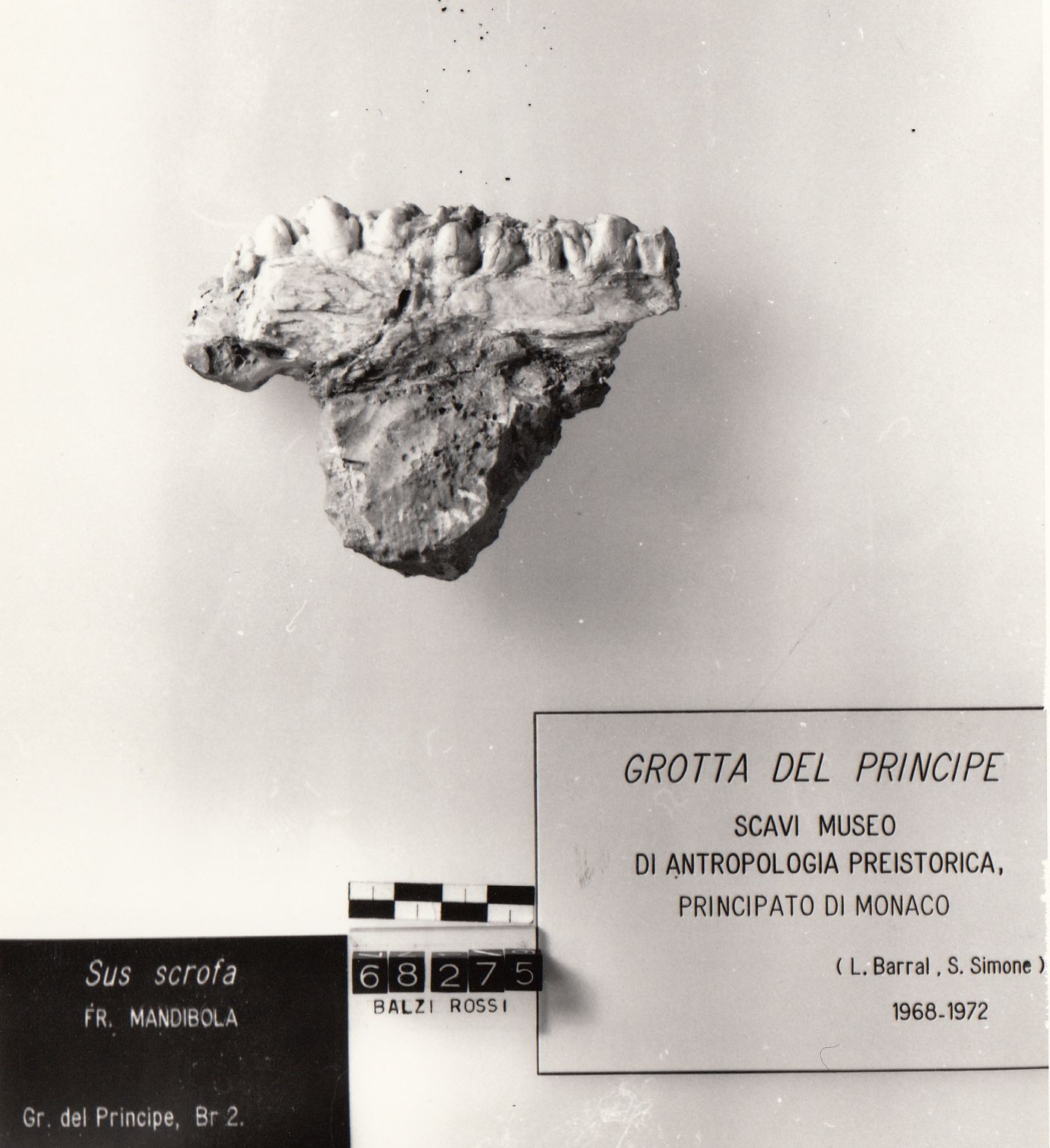 mandibola di cinghiale (Tayaciano Paleolitico inferiore)