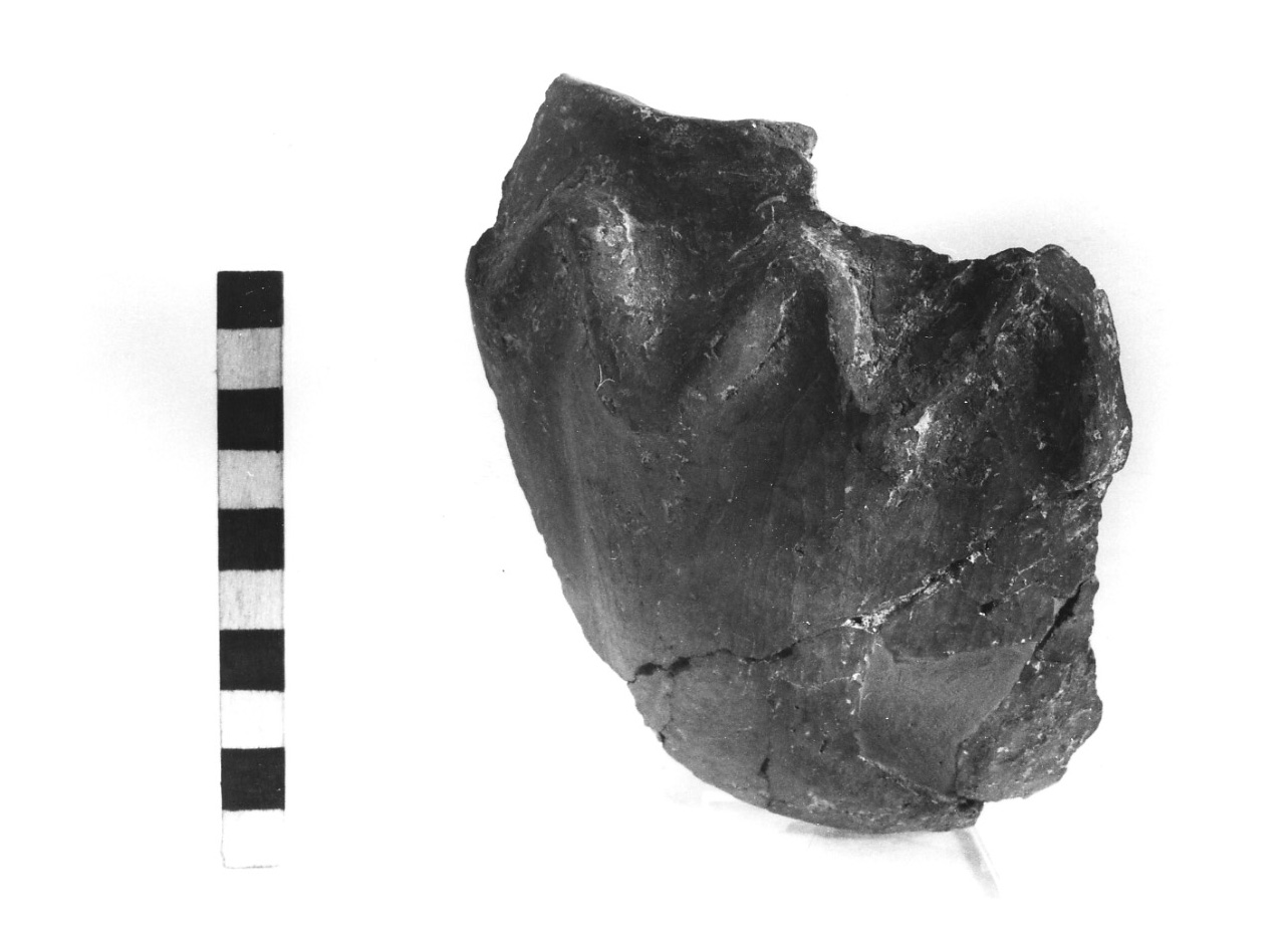 olletta - fase Piceno II (sec. VIII a.C)