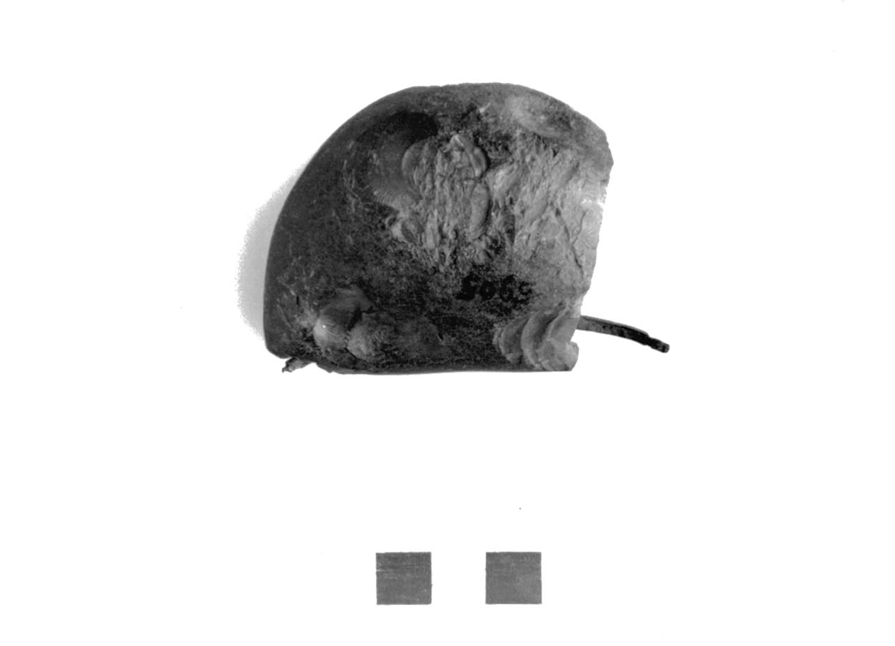 fibula con nucleo d'ambra, Sundwall F II c - fase Piceno II (sec. VIII a.C)