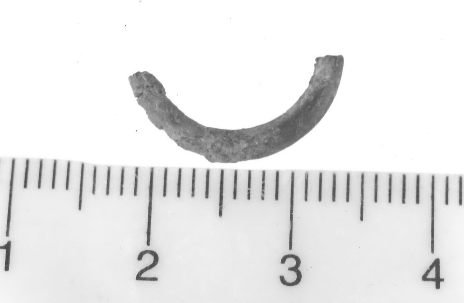 orecchino/ frammento - Piceno V (fine sec. V a.C)