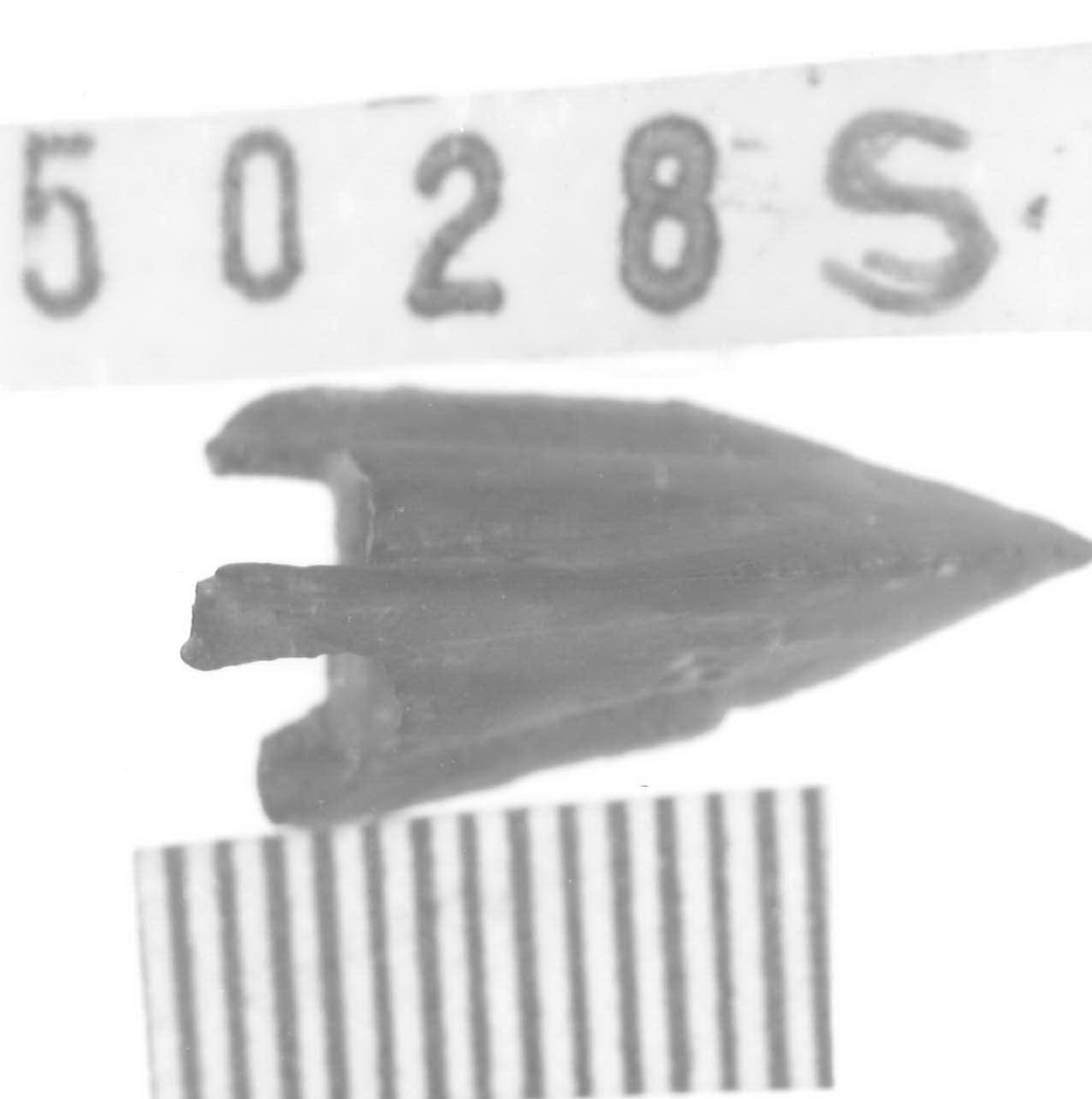 punta di freccia - Piceno V (fine sec. V a.C)