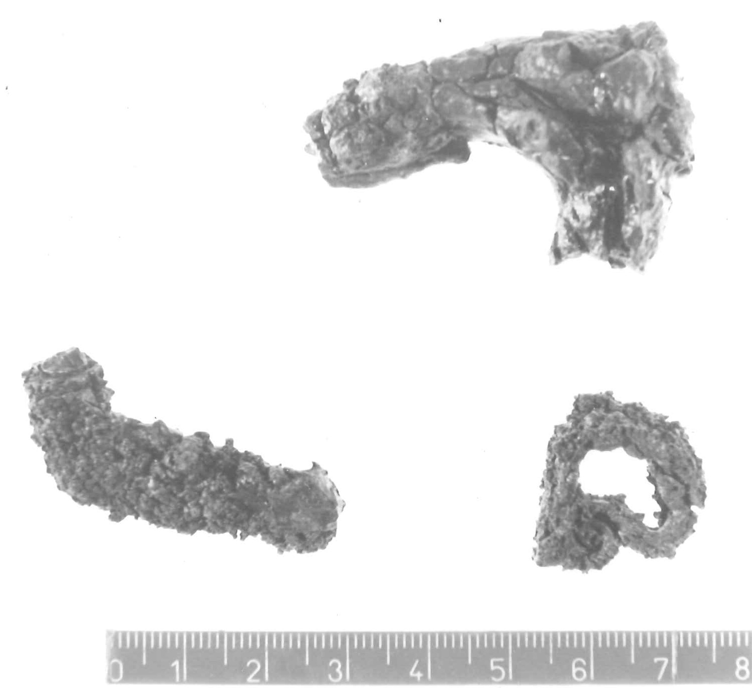fibula/ frammento - Piceno IV B (sec. VI a.C)