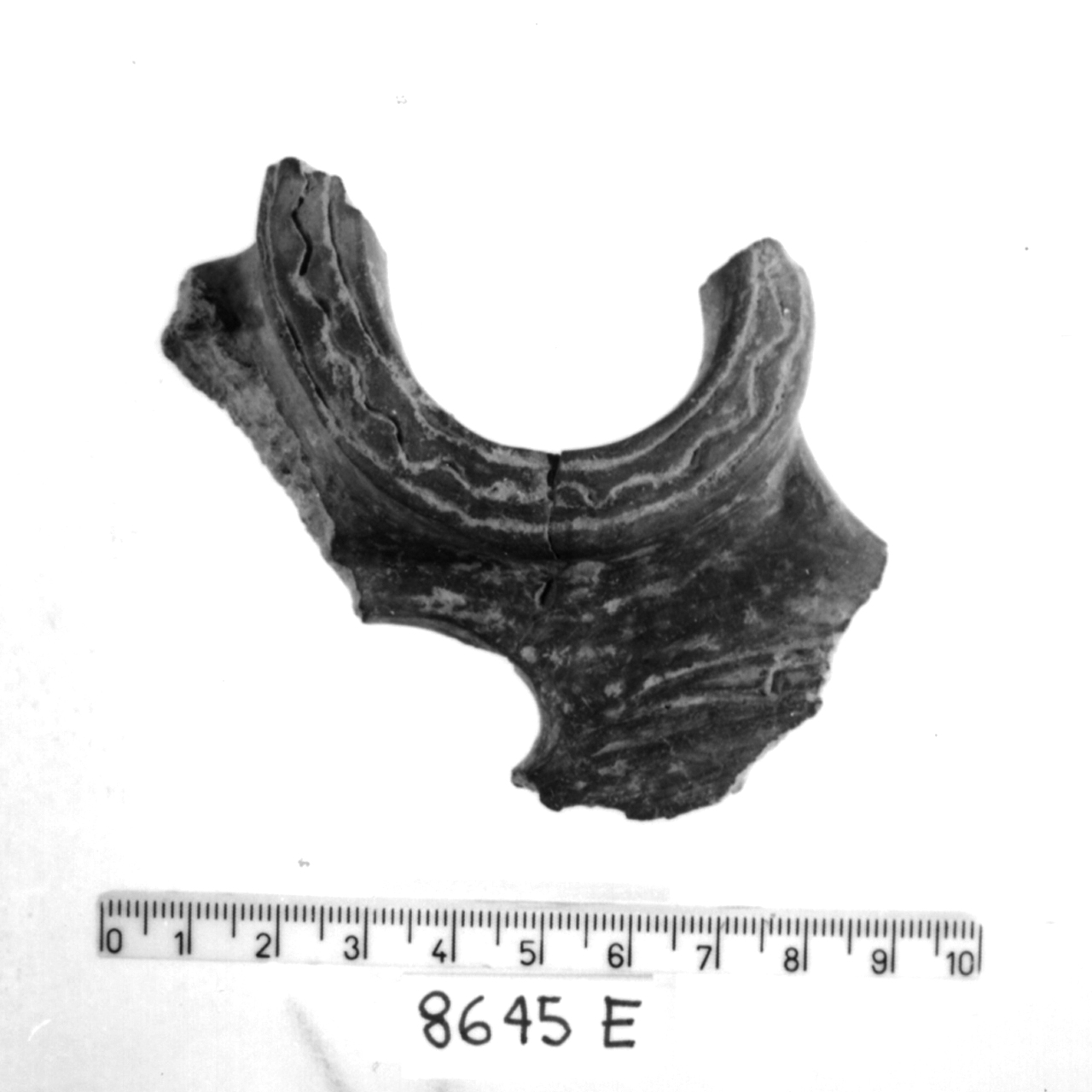manico a nastro con apici revoluti/ frammento, Cocchi, tipo 573 - facies appenninica (Bronzo medio 3)