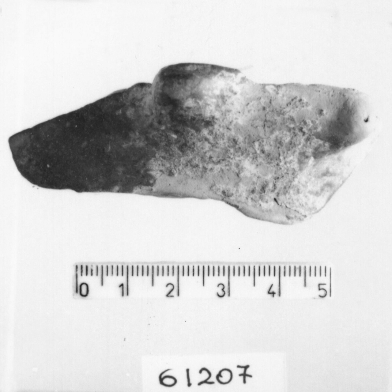 presa canaliculata/ frammento (Eneolitico)