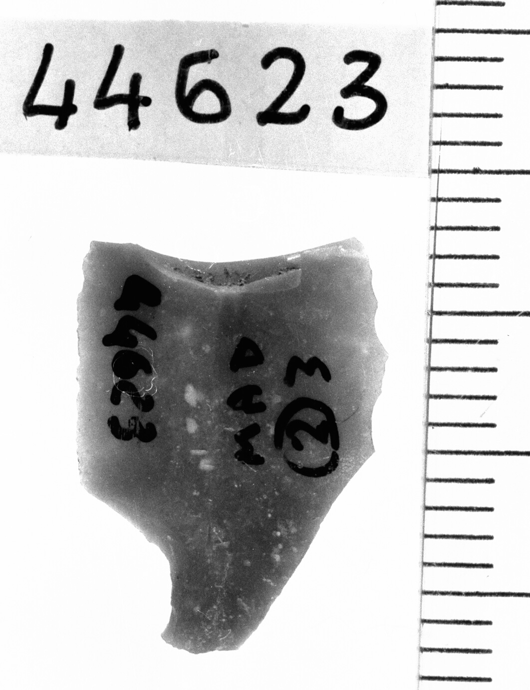 microbulino/ frammento (Neolitico)