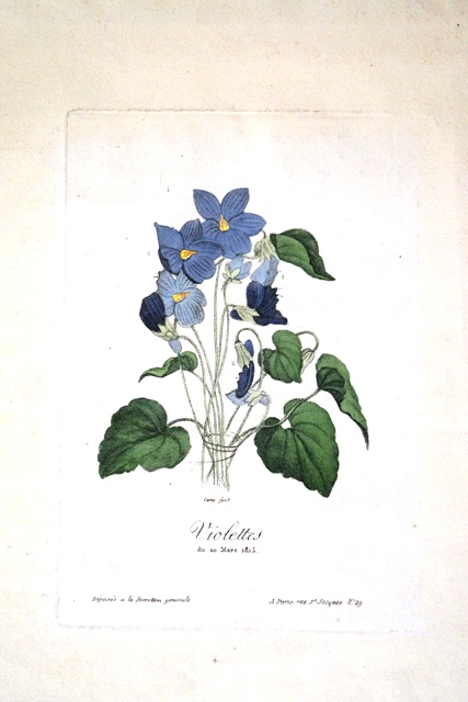 Violette, Napoleone (stampa) di Canu (primo quarto sec. XIX)