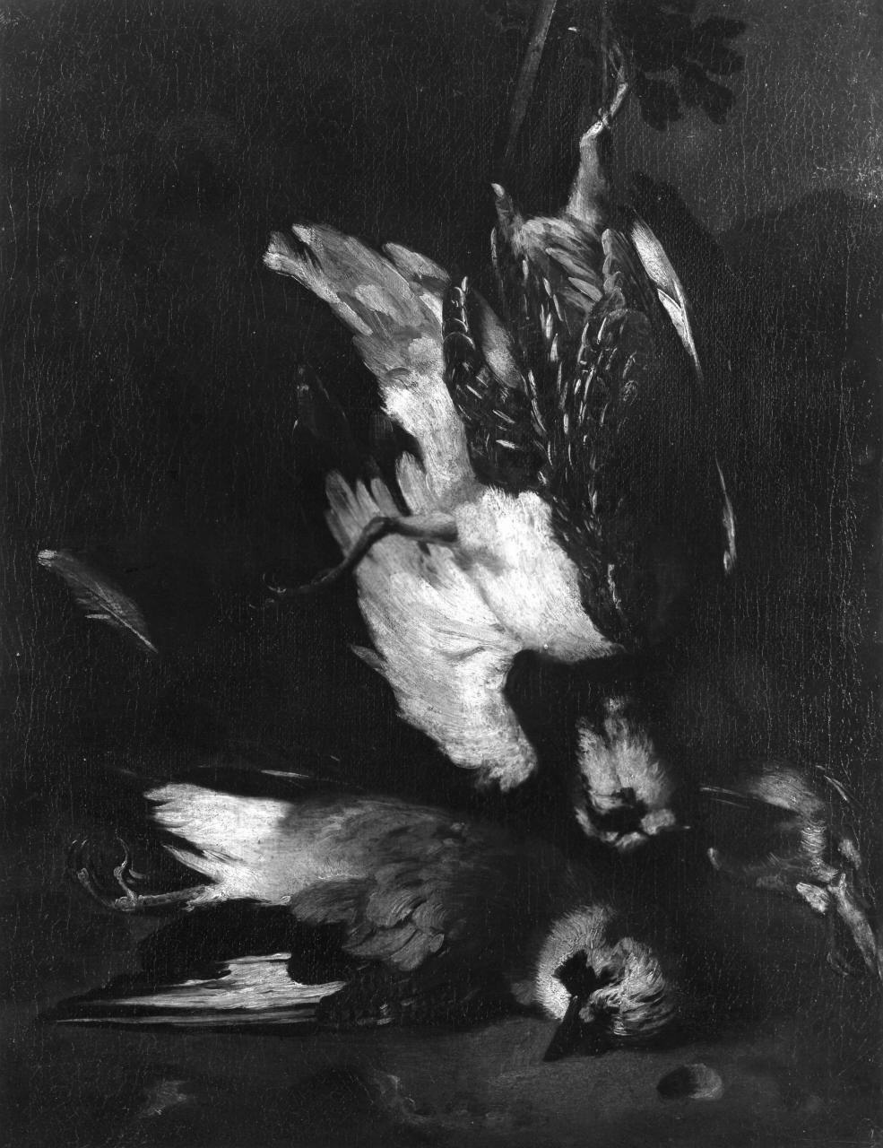 natura morta con uccelli (dipinto) di Brueghel Abraham (sec. XVII)