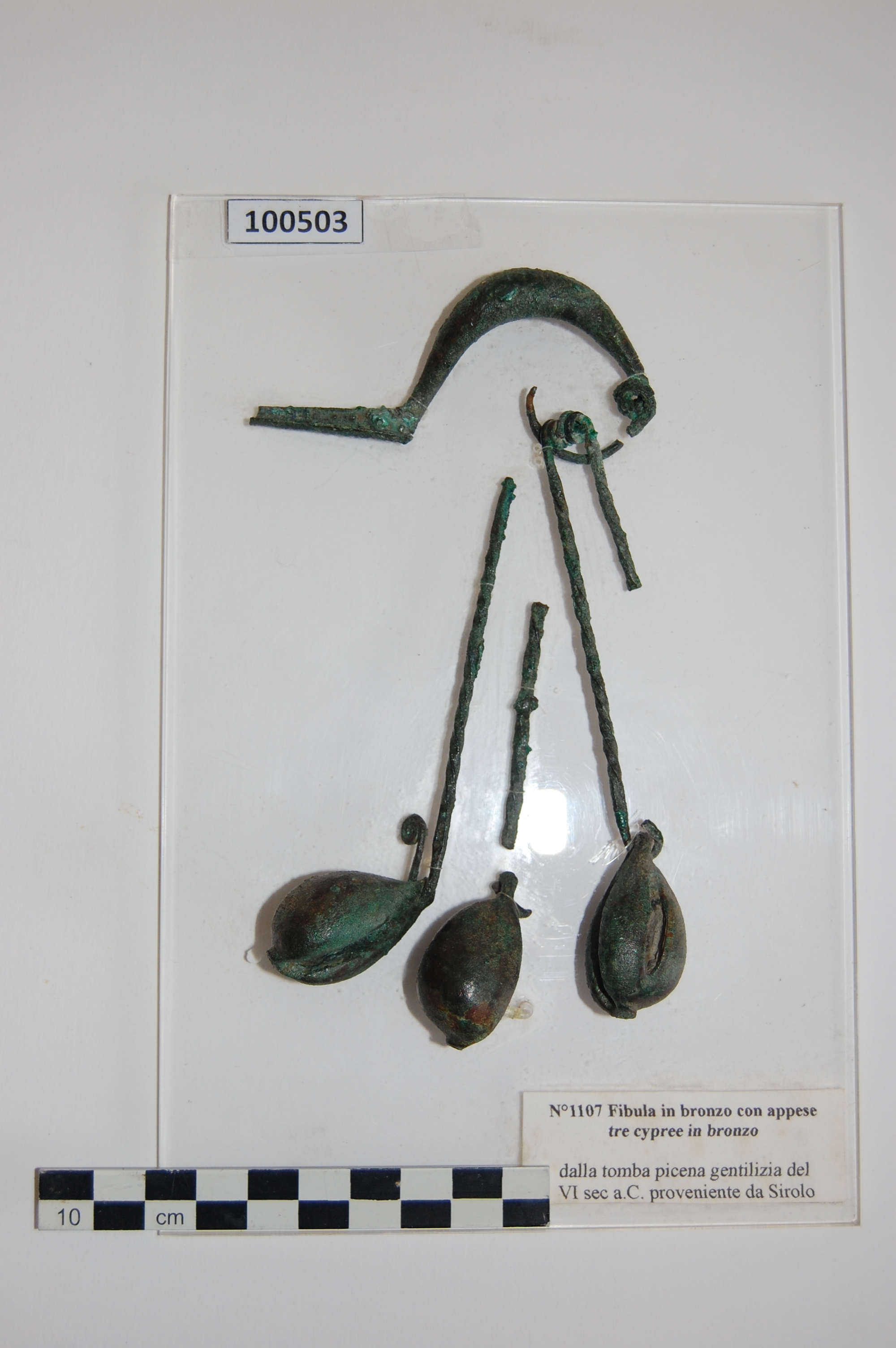 Fibula con pendenti a cypree bronzee (sec. VI a.C)